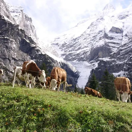 Firstsunne Grindelwald